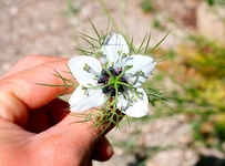 Çörek Otu ile Zayıflama Çörek Otu ile Zayıflama