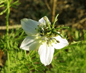 Çörek Otu Yağı Faydaları Nelerdir? Çörek Otu Yağı Faydaları Nelerdir?
